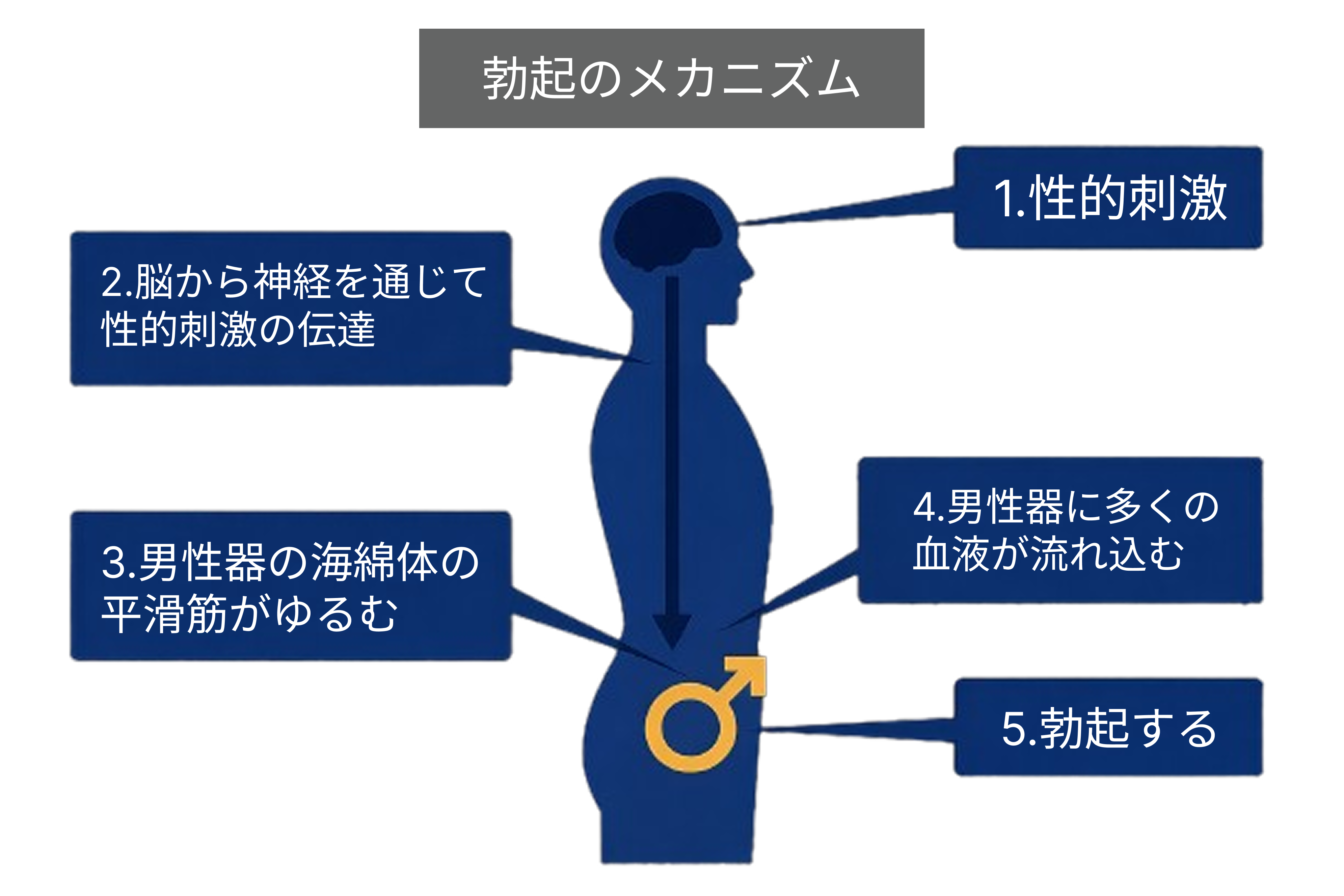 勃起のメカニズム 性的刺激から脳、神経を経て海綿体の平滑筋がゆるみ、血液が流れ込み勃起する