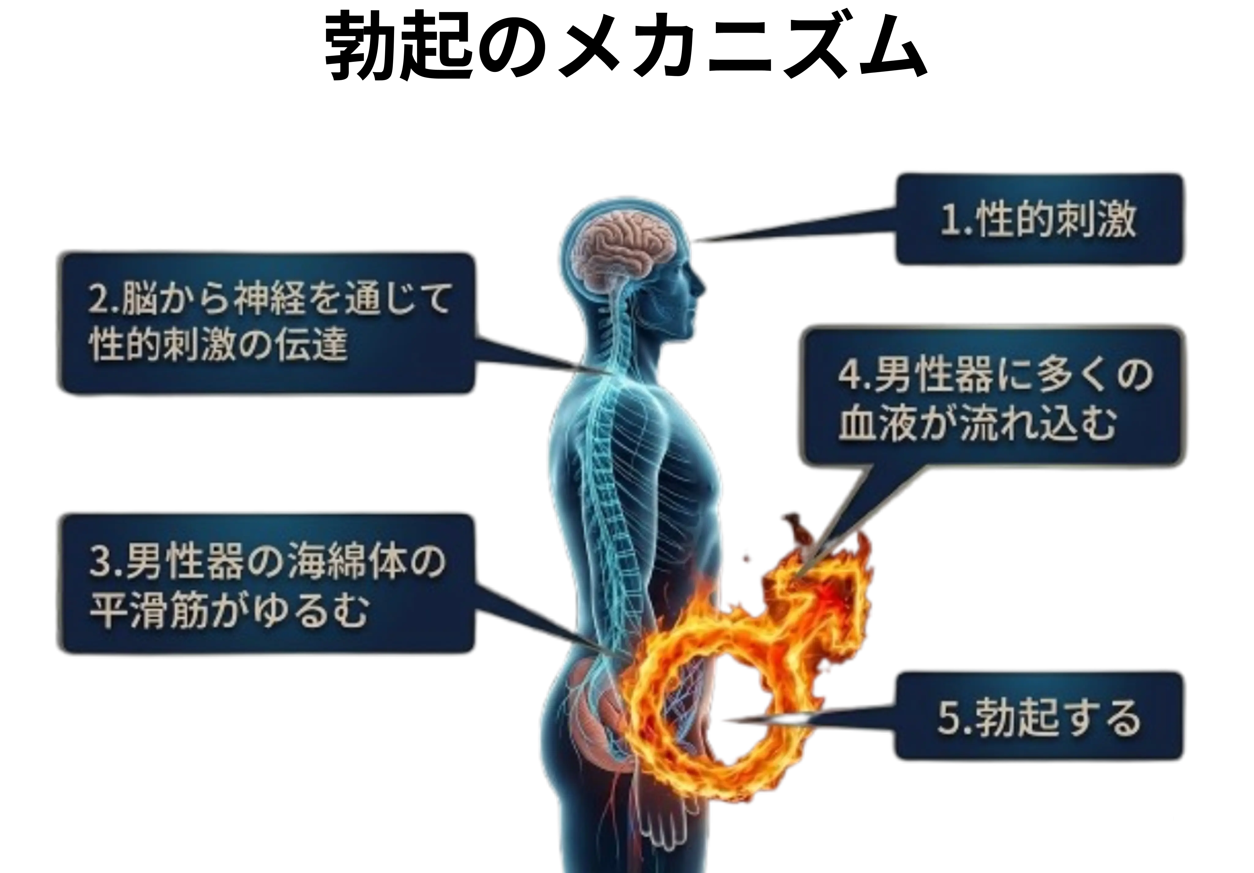空気圧振動波が身体表面に伝達されるメカニズムの図解